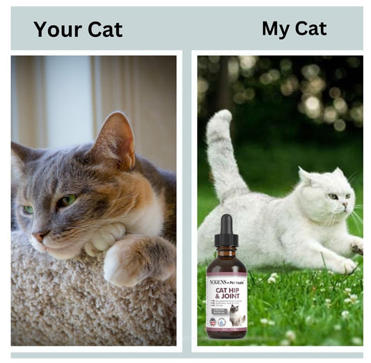 glucosamine for cats, cat glucosamine, cat arthritis pain relief, nodens cat hip and joint, nodens glucosamine for cat