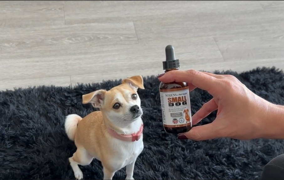 Voted Best for Small Breeds