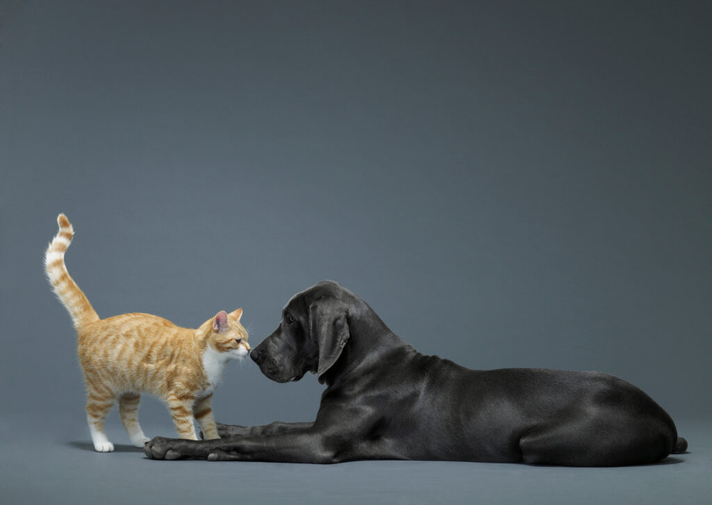 Nodens Pet Health liquid joint supplements: glucosamine for cats; cat health supplies; cat pain relief; glucosamine for dogs; omega 3 fish oil for cats; omega 3 fish oil for dogs: pain relief for small dogs; dog arthritis pain; cat health supplement; cat joint inflammation pain