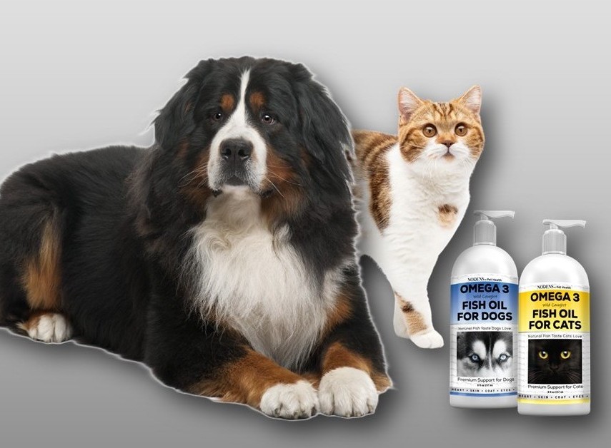 Fish-oil-for-cats
Fish-oil-for-cats-mixes-with-food
Best-fish-oil-for-cats
Omega-3-fish-oil-for-cats-hairballs
Omega-3-fish-oil-liquid-for-cats
Omega-3-fish-oil-for-cats 
Nodens-omega-3-for-cat
Best-cat-fish-oil-supplement-for-shedding
Fish-oil-for-cats-dandruff-treatment
Cat-vitamins-and-supplements-fish-oil
